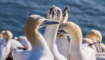 开云平台-法国网球队横扫澳大利亚网球队，兹维列夫制霸全场