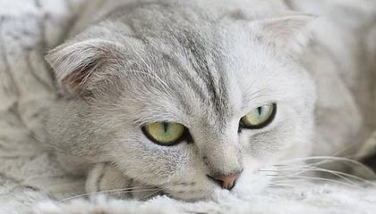 开云体育在线-BLG轻取DRX2，Ruler送出助攻——电竞高光时刻背后的精彩瞬间